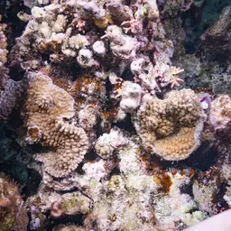 Spine Coral, photo 11
