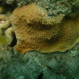 Spine Coral, photo 12