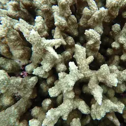 Spine Coral