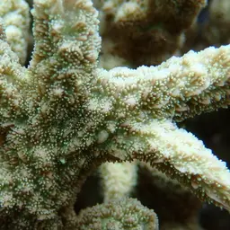 Spine Coral, photo 2