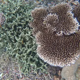 Spine Coral, photo 3