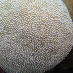 Spine Coral, photo 2