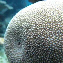 Spine Coral, photo 1