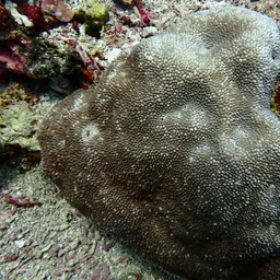 Spine Coral, photo 3