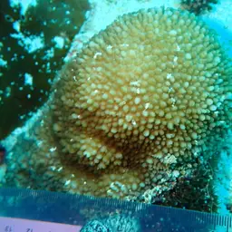 Spine Coral, photo 4
