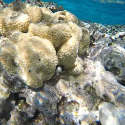 Spine Coral, photo 5