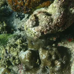 Spine Coral, photo 6