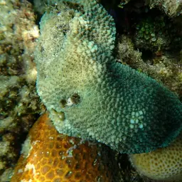 Spine Coral, photo 7