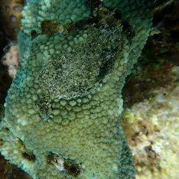 Spine Coral, photo 8