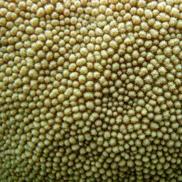 Spine Coral, photo 9