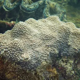 Spine Coral, photo 10