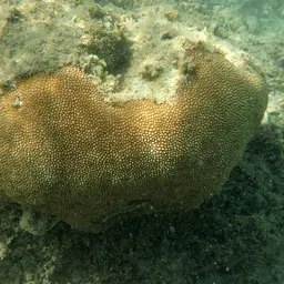 Spine Coral, photo 11