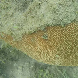 Spine Coral, photo 12