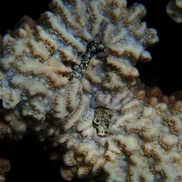 Spine Coral, photo 2