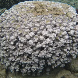 Spine Coral, photo 1