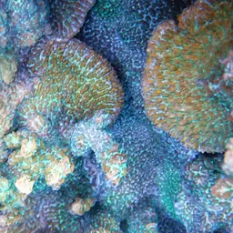 Spine Coral, photo 3