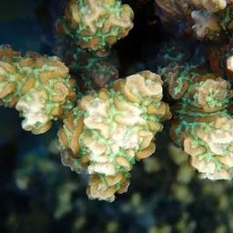 Spine Coral, photo 4