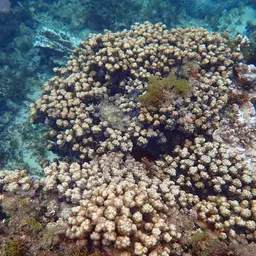 Spine Coral, photo 5