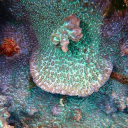 Spine Coral, photo 6