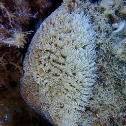Spine Coral, photo 7