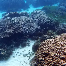 Spine Coral, photo 8