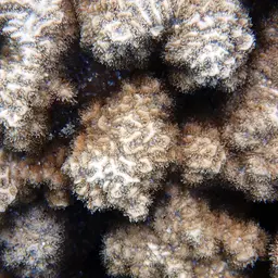 Spine Coral, photo 9