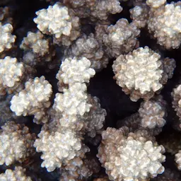 Spine Coral, photo 10