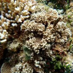 Spine Coral, photo 11