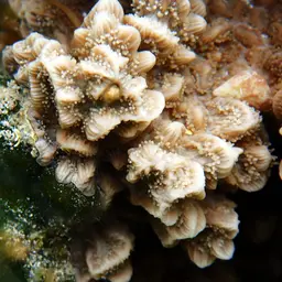Spine Coral, photo 12
