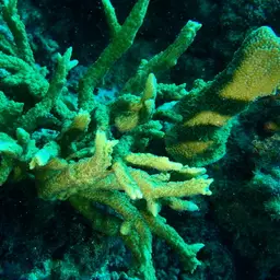 Spine Coral, photo 2