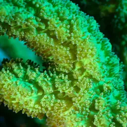 Spine Coral, photo 1