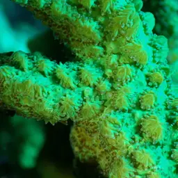 Spine Coral, photo 3