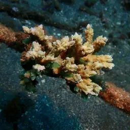 Spine Coral, photo 4