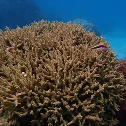 Spine Coral, photo 5