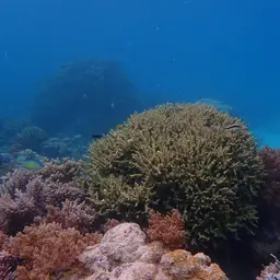 Spine Coral, photo 6