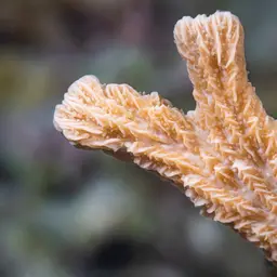 Spine Coral, photo 7