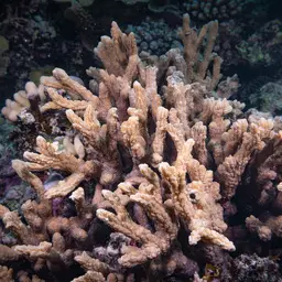 Spine Coral, photo 8