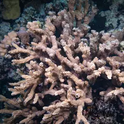 Spine Coral, photo 9