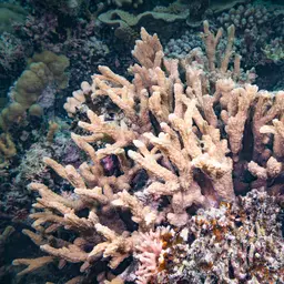 Spine Coral, photo 10
