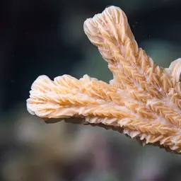 Spine Coral, photo 11