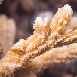 Spine Coral, photo 12