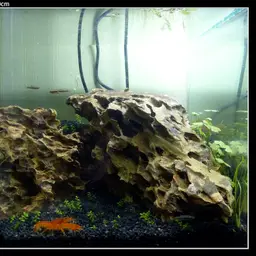 Hydrocotyle Sp. 'japan'