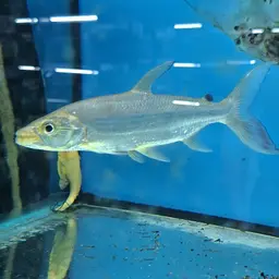 Giant Tigerfish, photo 2