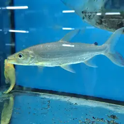 Giant Tigerfish, photo 3