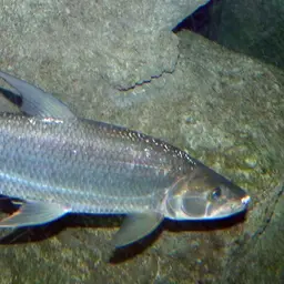 Giant Tigerfish, photo 6