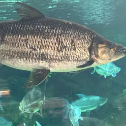 Giant Tigerfish, photo 7