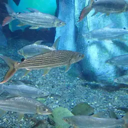 Giant Tigerfish, photo 8