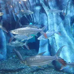 Giant Tigerfish, photo 9