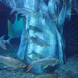 Giant Tigerfish, photo 11