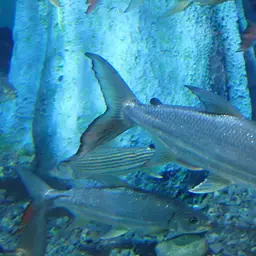 Giant Tigerfish, photo 12